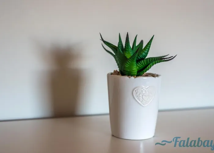 Falabay * Karwieńskie Błoto